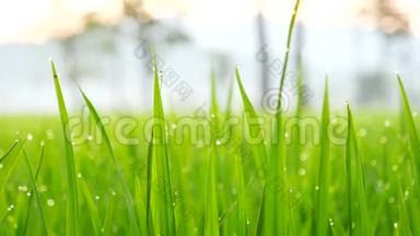 亚洲水稻稻田越南绿色农场。 收获农业种植、种植、有机农家金绿色水稻梯田